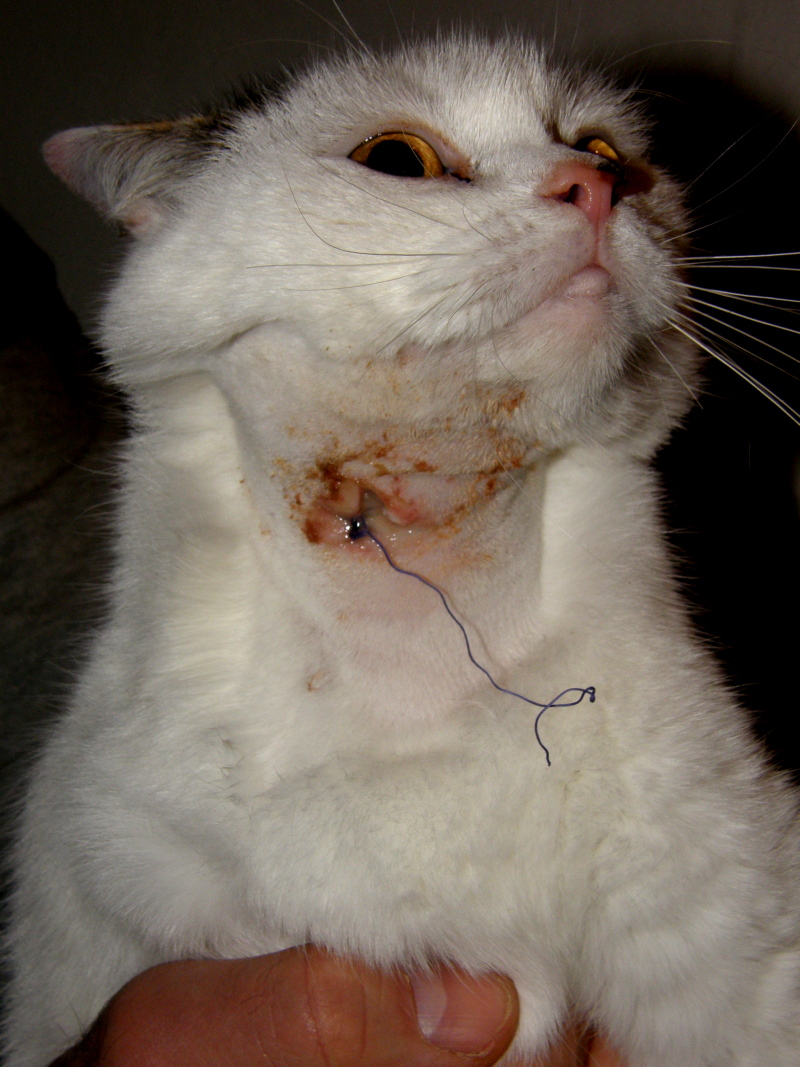 KIKI aneb pohádka o lidské ruce