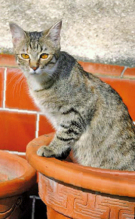 Kočky vítají jaro