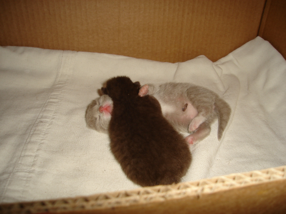 Ruční odchov koťat