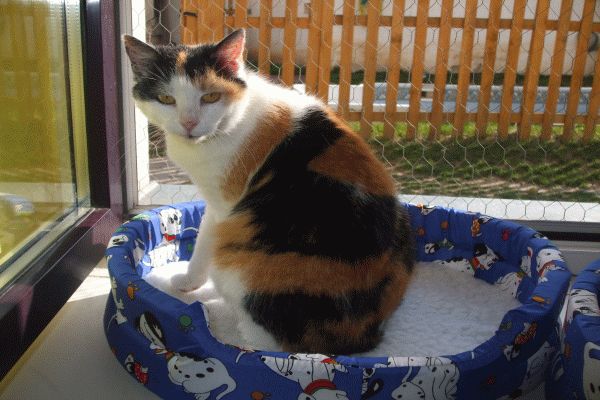 Příběh kočky Růženky