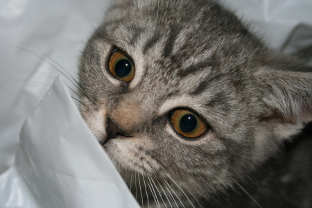 Zajímavosti o kočkách