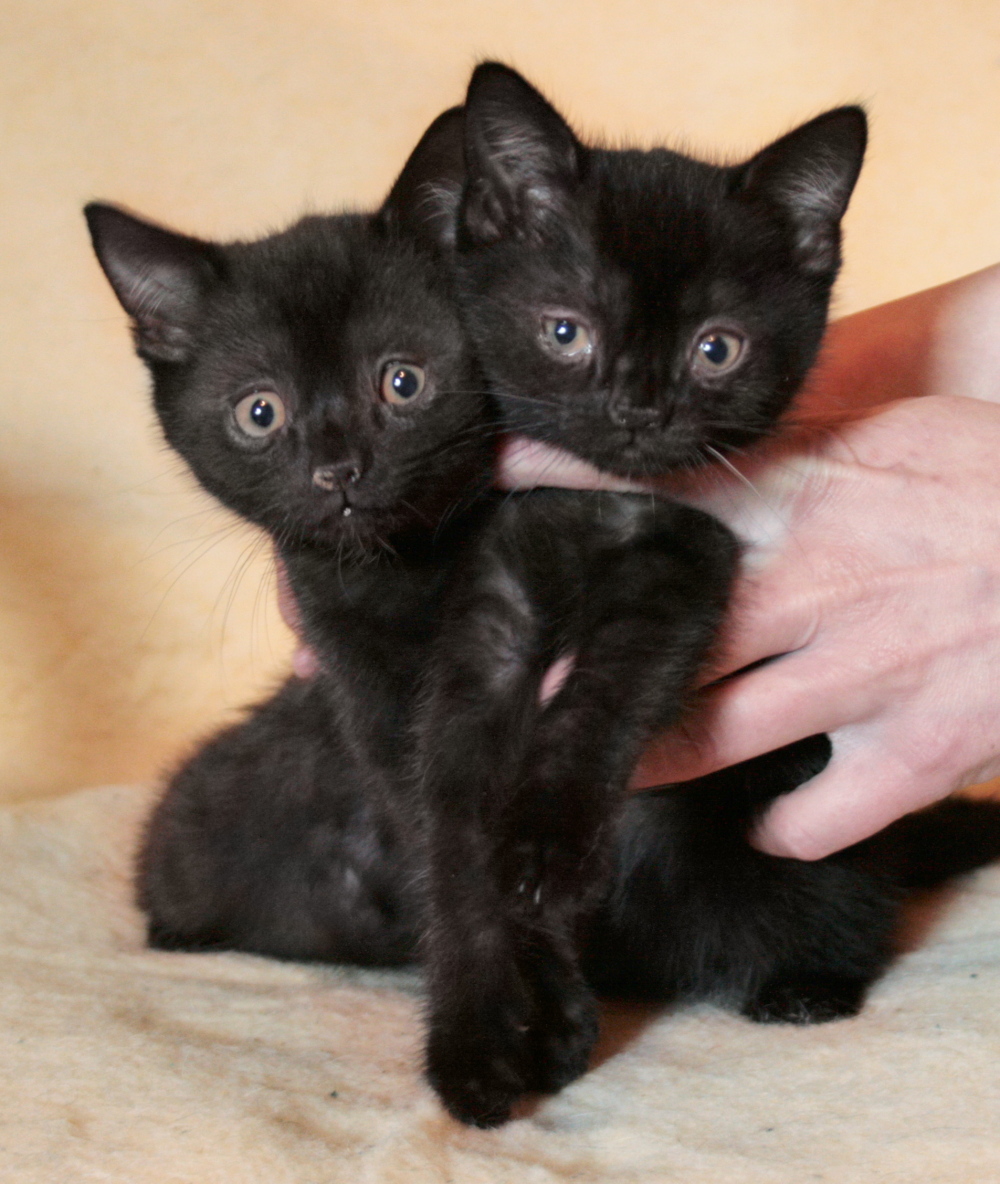 Černá kočka &#8211; téma k zamyšlení