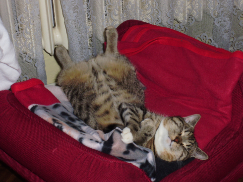 Když na kočku přijde stáří