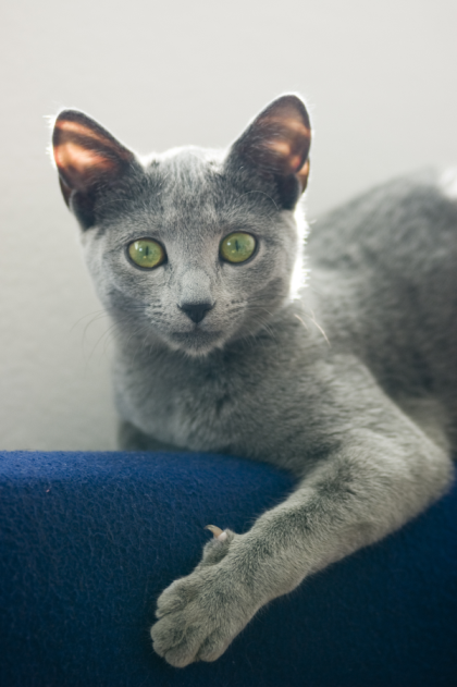 Cestování s kočkou