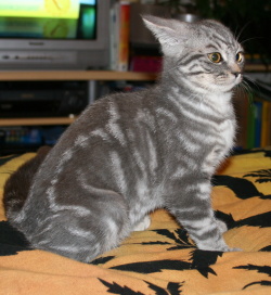 Přehled kočičích projevů