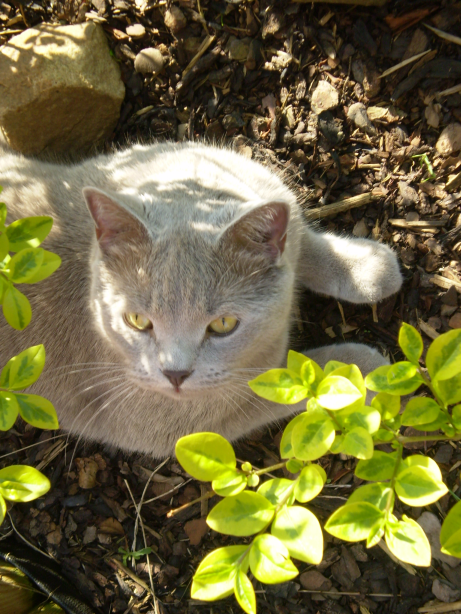 Nebezpečí číhající na kočku