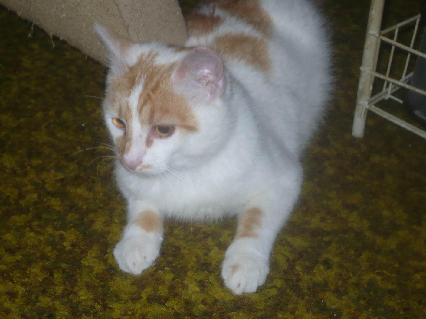 Fabián &#8211; kocour, který utekl železné pasti, hledá domov