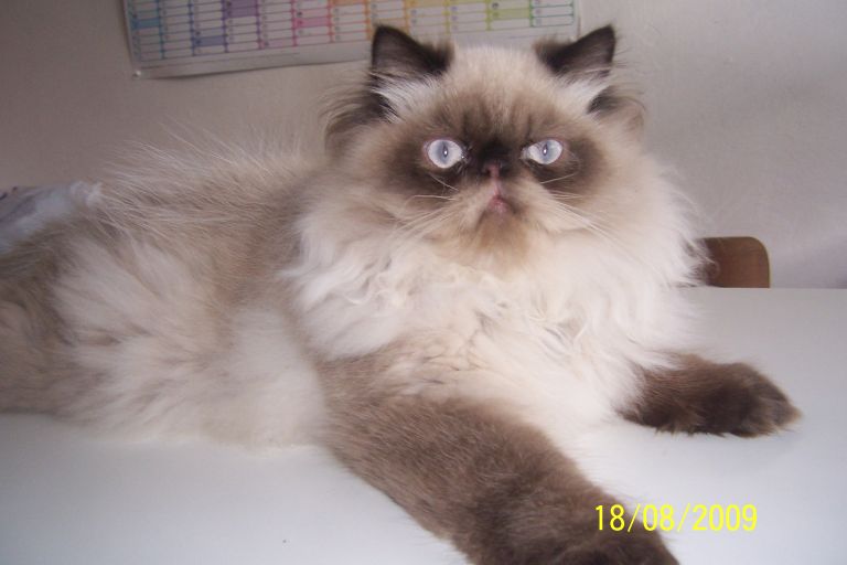 Denní režim koček