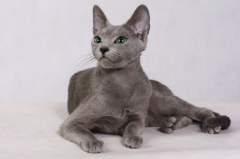 Ruská modrá kočka