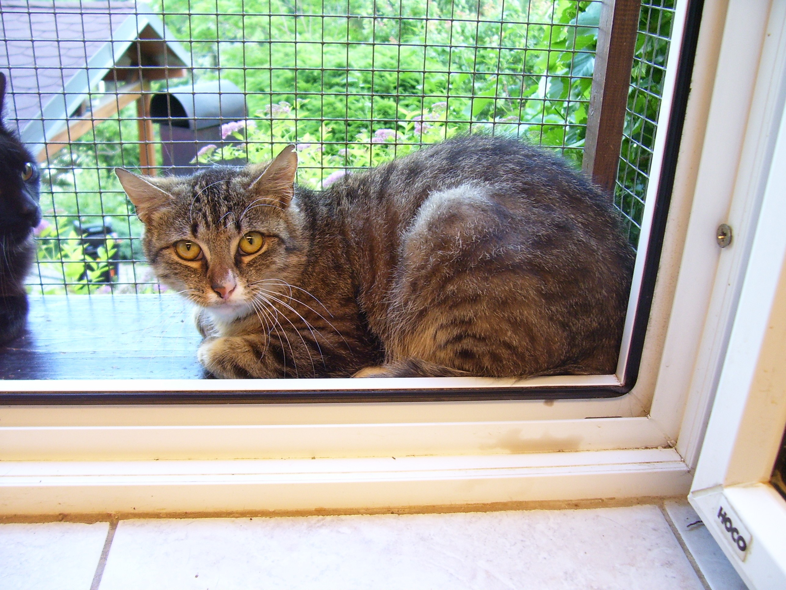 Výstava koček bez domova