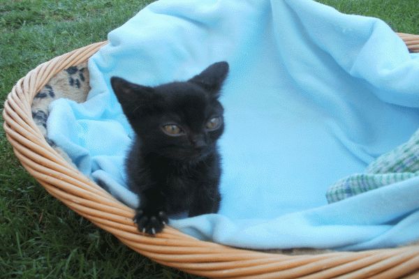 Příběh postižené kočičky Agátky ze Slaného