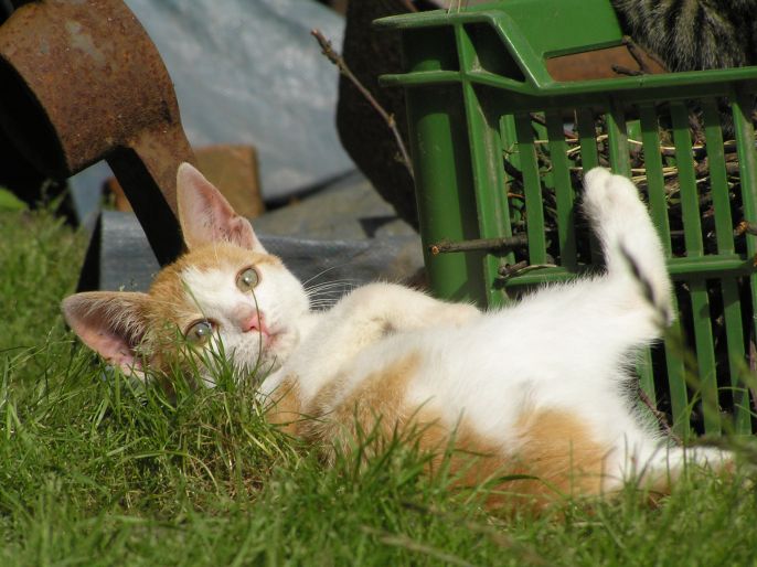 Na kolik vyjde kočka?