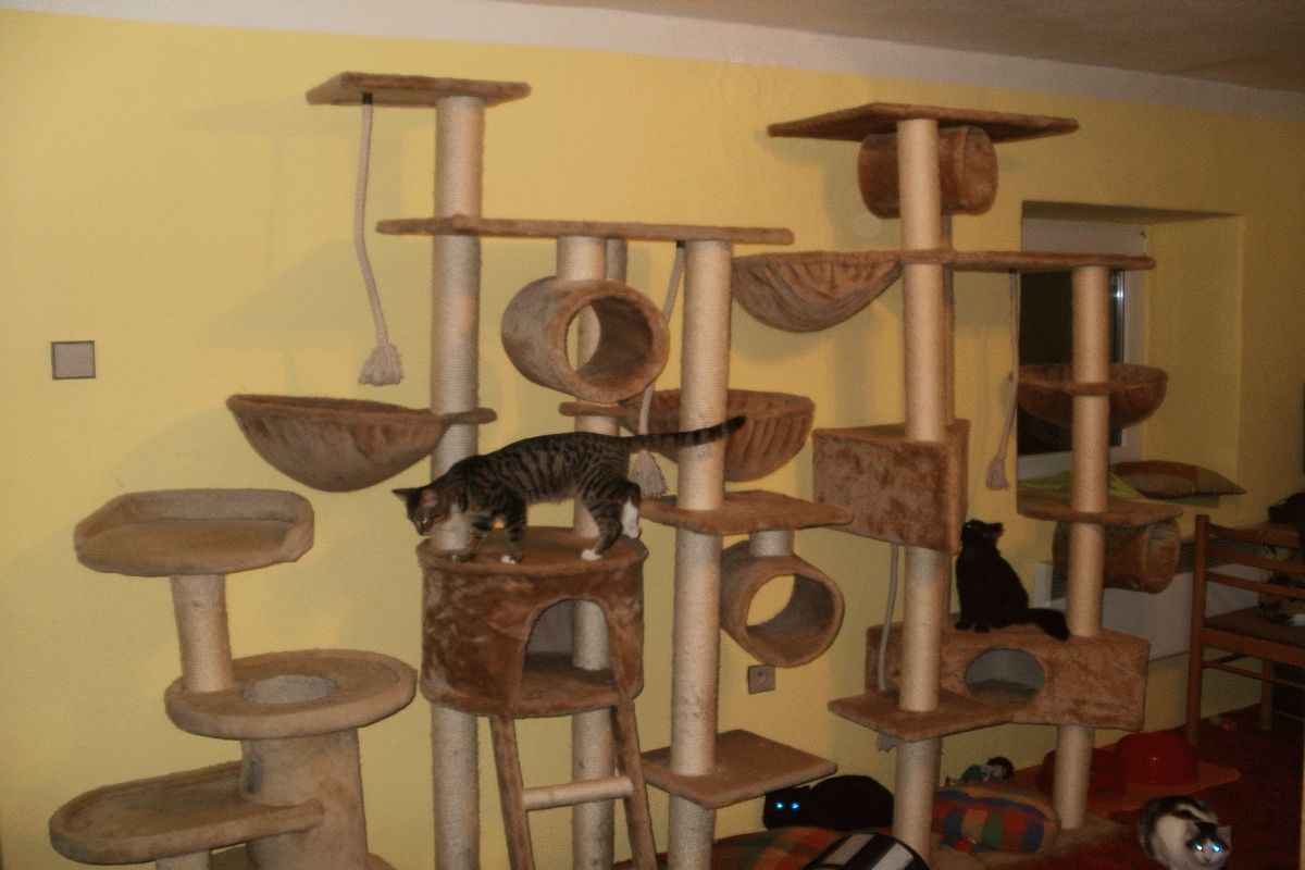 Kočičí víkend ve Vrbičanech