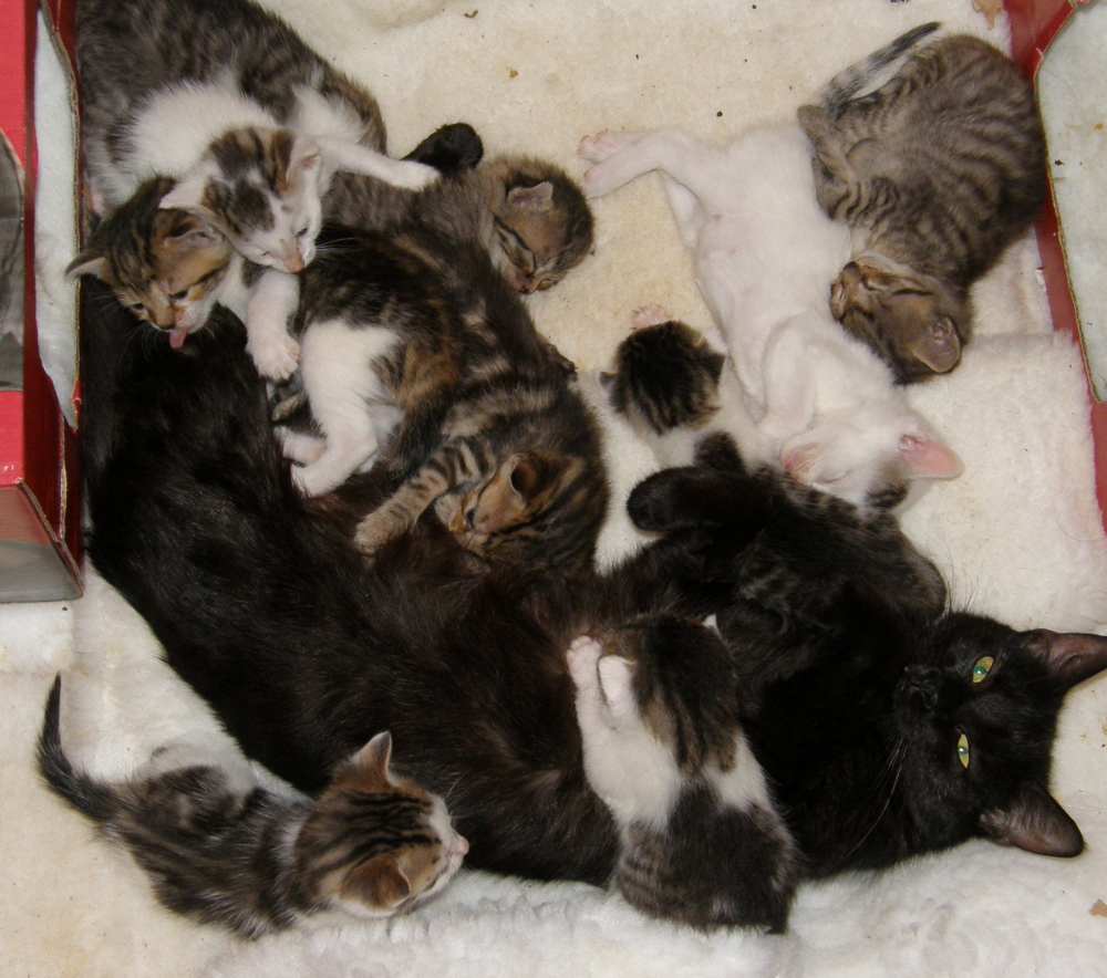 KOŤÁTKA ARTCAŤÁTKA HLÁSÍ PŘÍCHOD!