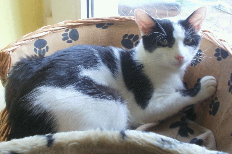 Neobyčejný osud kocoura Puntíčka