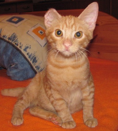 Lvíček - lví srdce