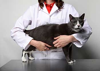 Než vyhledáte zvířecího doktora&#8230;