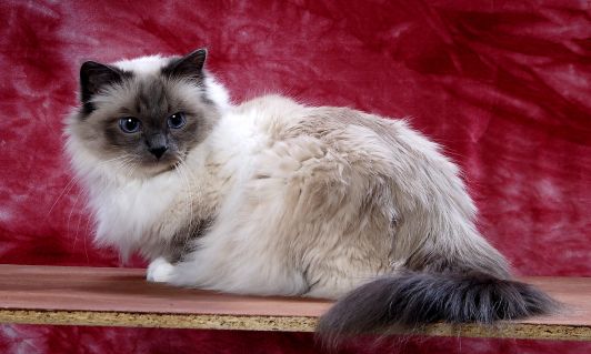 K čemu slouží průkaz původu?