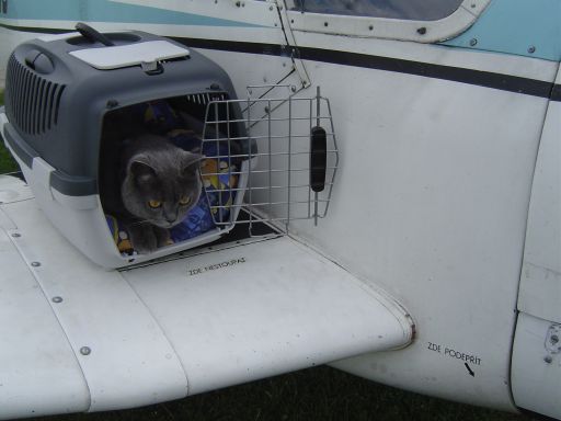 Cestování s kočkou do zahraničí - co je potřeba?