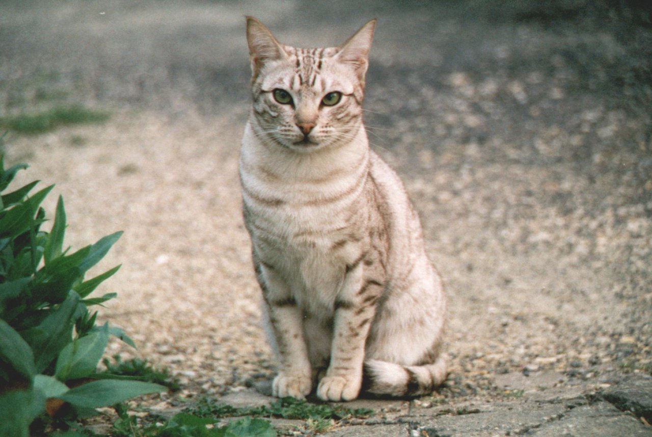 Toxokaróza není toxoplazmóza