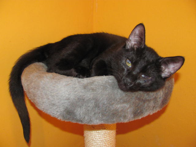 Kterak Čertík pomaličku ke štěstí přichází