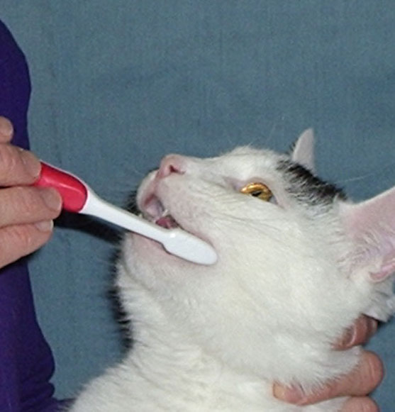 Základy péče ve zkratce