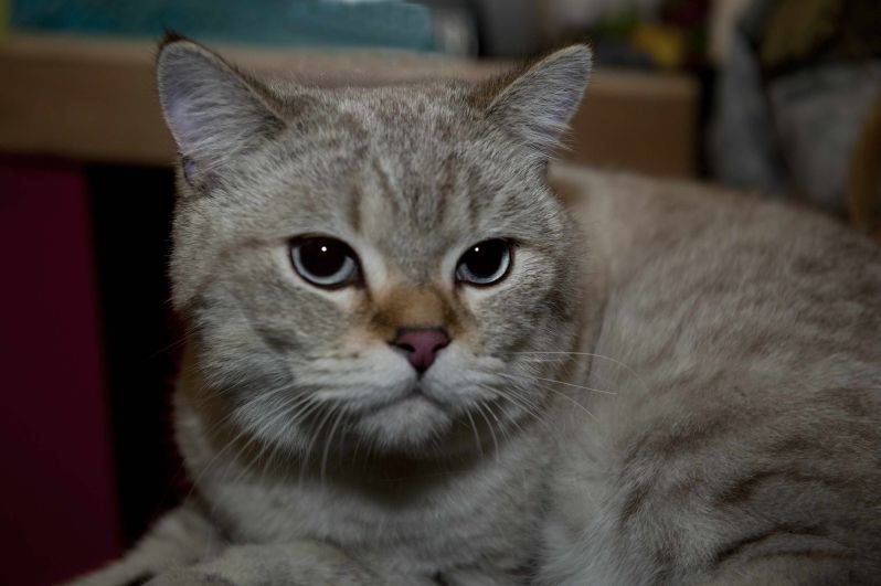 MISS KOČKA 2011: kocour Darki