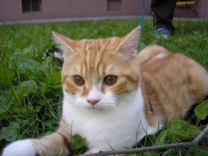 Postrach veterinářů