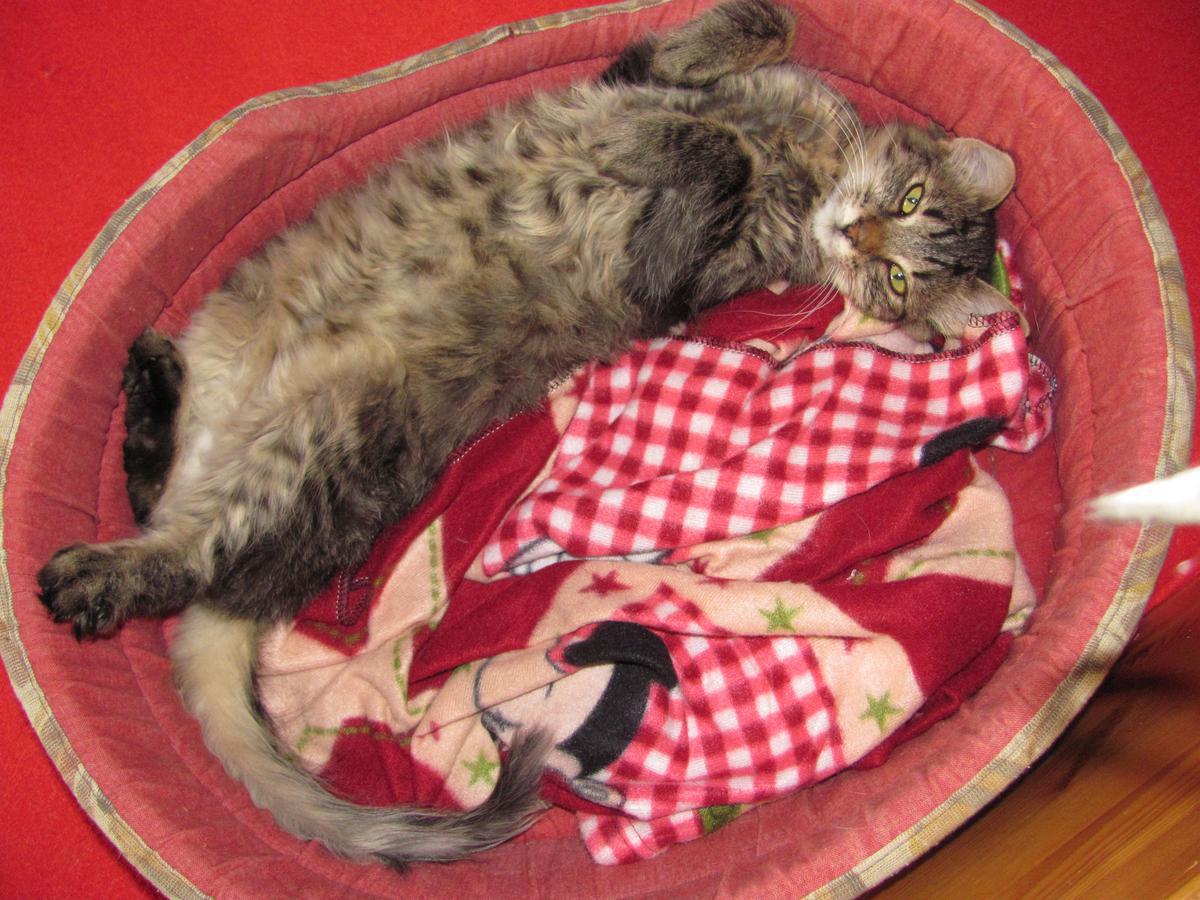 Matýsek hledá nový domov