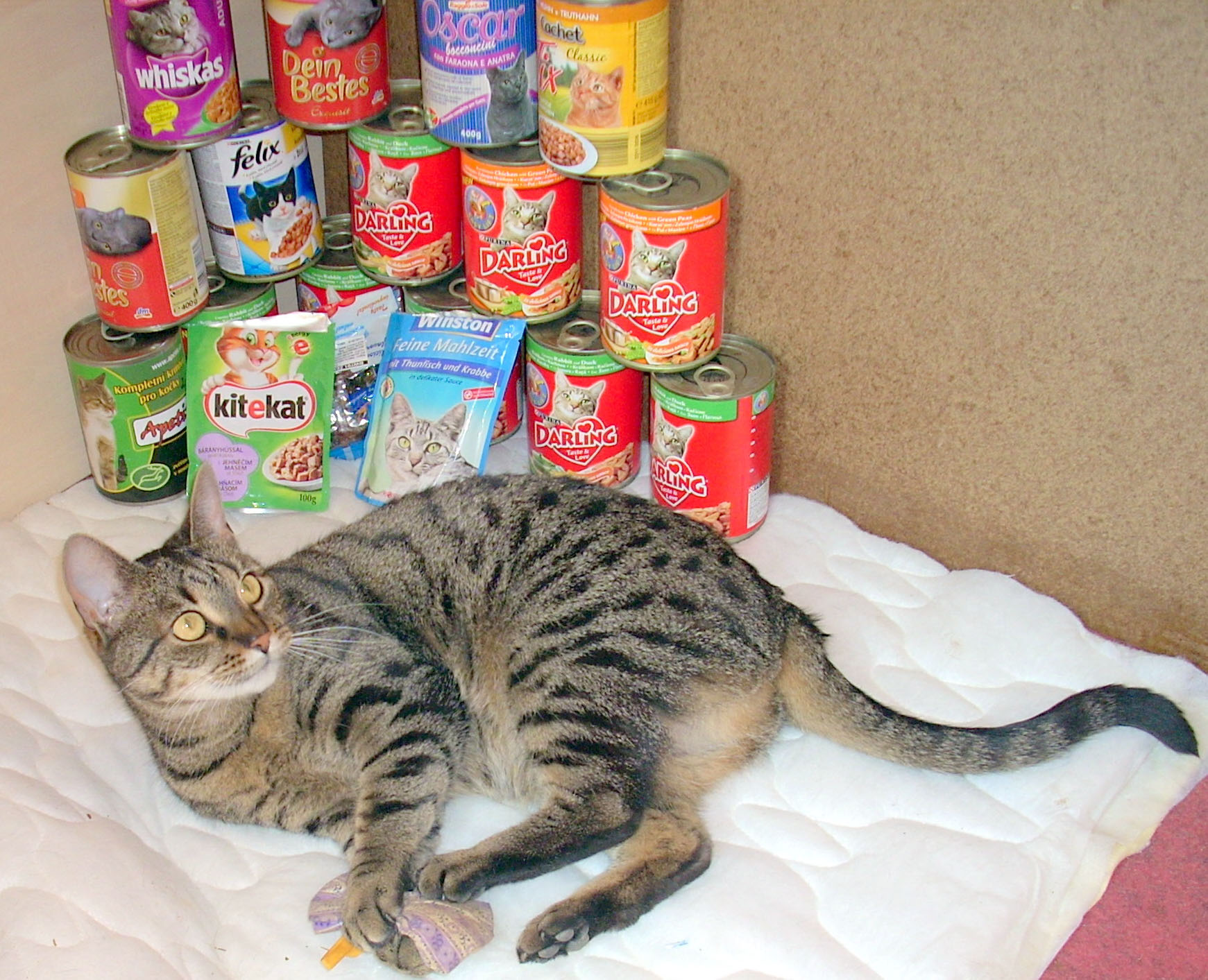 Kočičí koleda - více než 150 000 korun míří do útulků