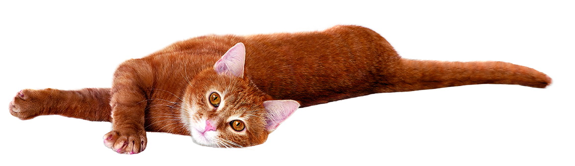 Všechno, co jste chtěli vědět o kastraci koček