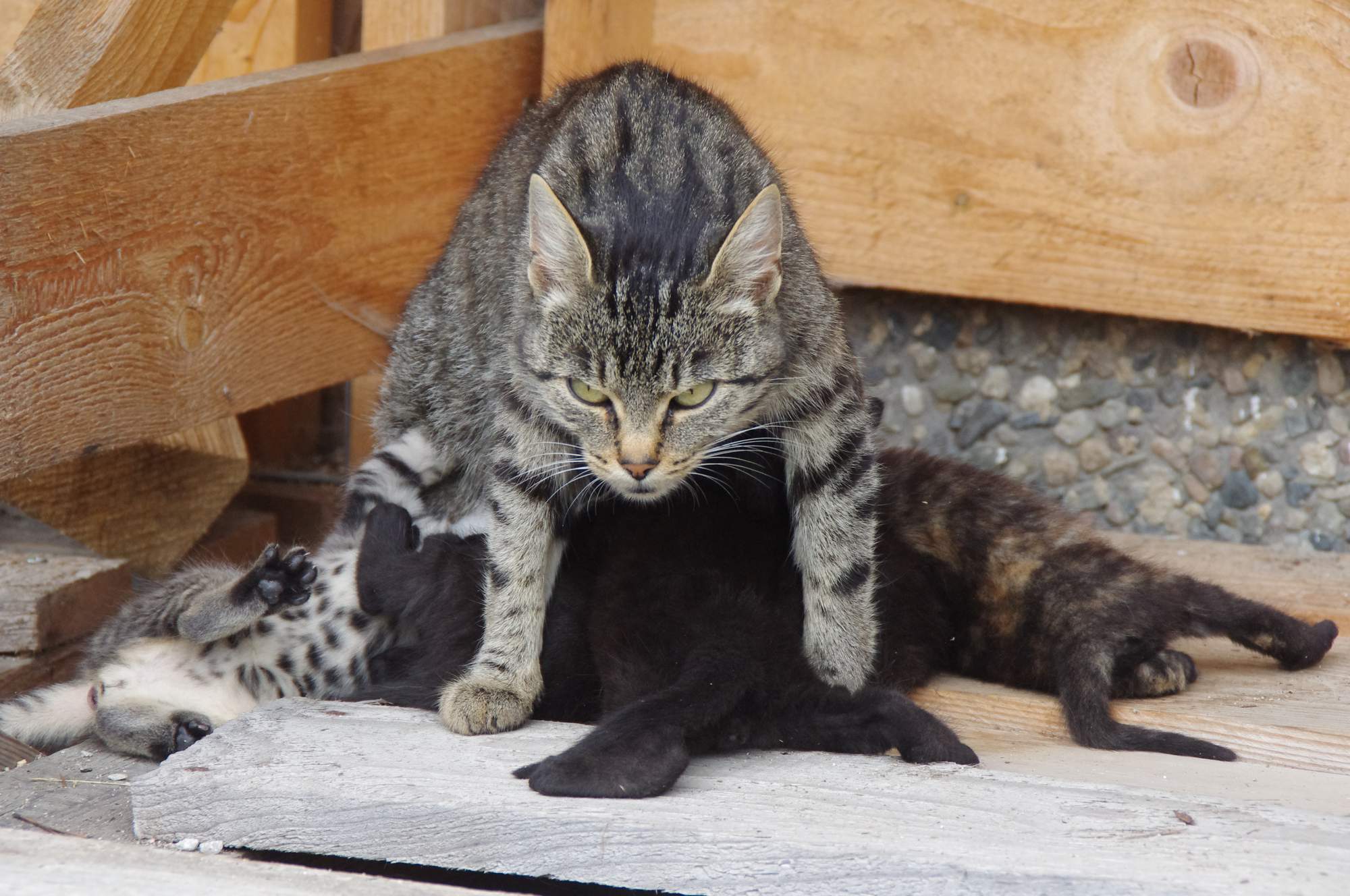 Jak rozeznat pohlaví koťat?