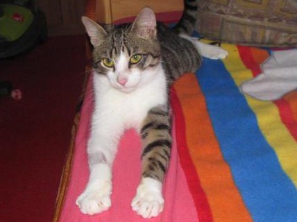 Filípkovy patálie s velkou touhou po novém domově