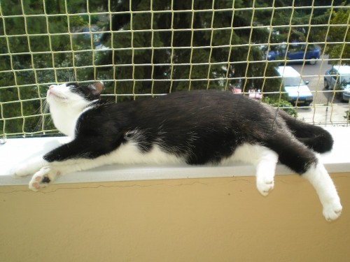 Pověra: kočka do bytu nepatří