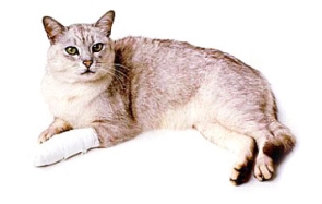 První pomoc pro kočky