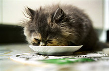 Jak vybírat granule?