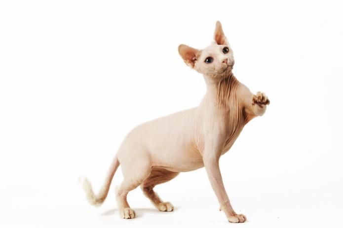 Péče o psa a kočku v zimě