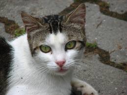 Zhorší se situace zvířat v ČR?