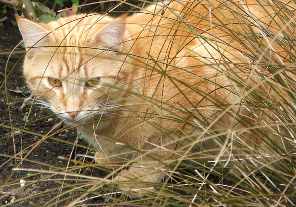 Co dělat, když se vám ztratí kočka?