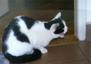 Nesnášenlivá kočka