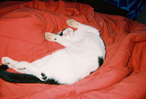 Patří kočka do postele?