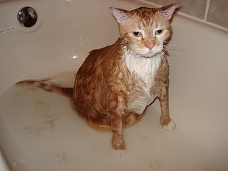 Koupat, či nekoupat?