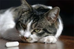 Jak dát kočce prášek?