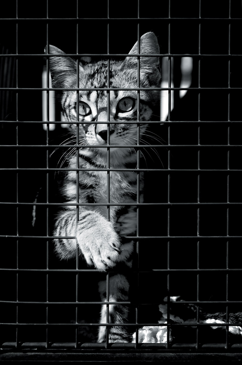 Oslavte Světový den zvířat pomocí &#8222;útulkáčům&#8220;