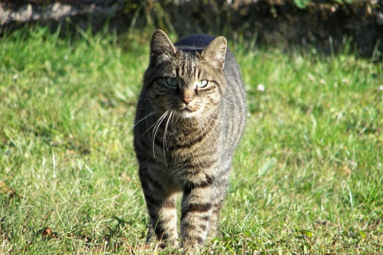 Kocour značkuje terasu