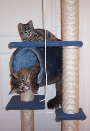 Kočičí filozofové