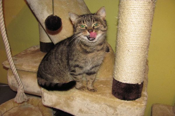 Útulek pohledem celkem normální kočky