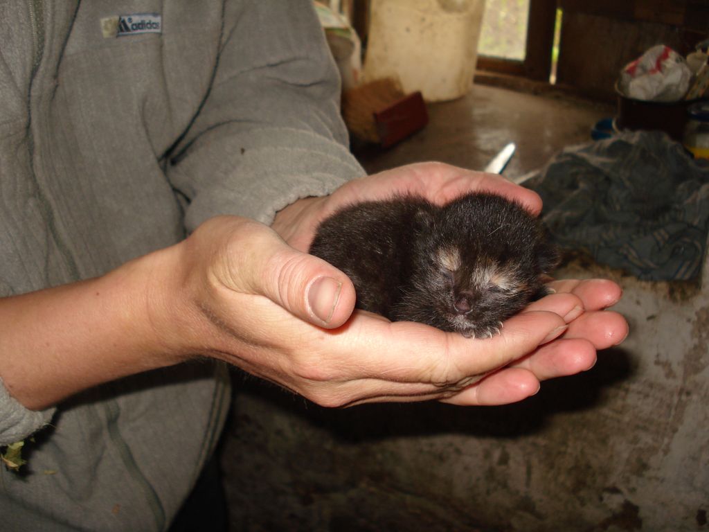 Vesnice &#8211; kočičí ráj, nebo peklo?