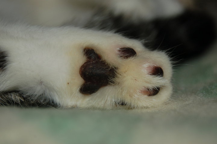 Občanské sdružení TOULAVÉ TLAPKY