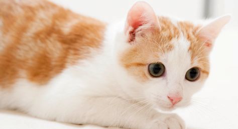 Když má kočka starosti